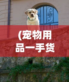 (宠物用品一手货源批发市场)宠物，人类生活中的温馨伙伴与责任担当