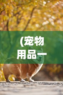 (宠物用品一手货源批发市场)宠物，人类生活中的温馨伙伴与责任担当