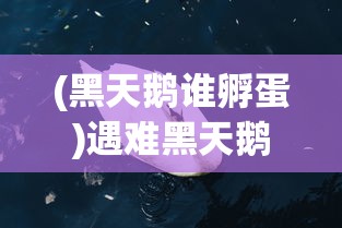 (黑天鹅谁孵蛋)遇难黑天鹅遗留蛋将人工孵化，生命的奇迹与未来的希望
