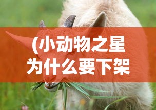 (小动物之星为什么要下架?)小动物之星下架原因深度解析