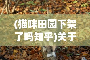 (猫咪田园下架了吗知乎)关于猫咪田园下架的探讨
