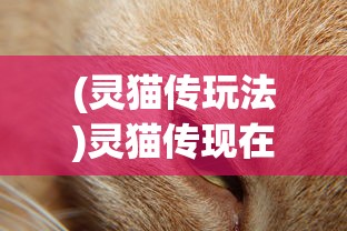 (灵猫传玩法)灵猫传现在还能玩吗，游戏状态与玩家体验探讨