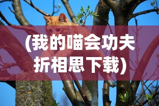 (我的喵会功夫折相思下载)我的喵会功夫折相思，猫咪的奇妙世界与人的情感纽带