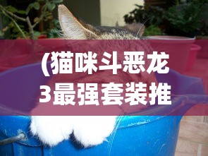 (猫咪斗恶龙3最强套装推荐图)猫咪斗恶龙3，最强套装推荐与详解