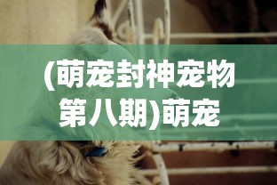 (萌宠封神宠物第八期)萌宠封神更新后的新名字揭秘，探索背后的故事与期待