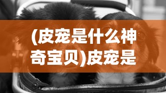 (皮宠是什么神奇宝贝)皮宠是什么，一种新兴宠物文化的独特体现