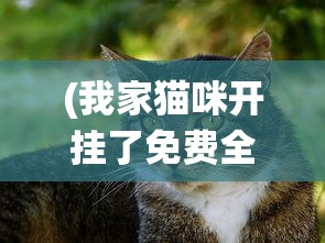 (我家猫咪开挂了免费全文阅读)我家猫开设的修仙中心，人气飙升的秘密