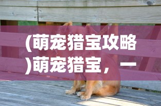 (萌宠猎宝攻略)萌宠猎宝，一款引人入胜的猎宝冒险游戏是否好玩？
