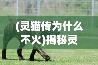 (灵猫传为什么不火)揭秘灵猫传下架原因，背后隐藏的故事与争议
