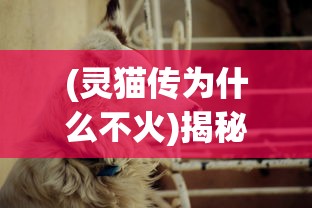 (灵猫传为什么不火)揭秘灵猫传下架原因，背后隐藏的故事与争议