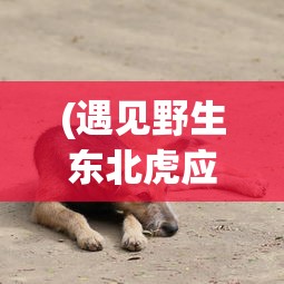 (遇见野生东北虎应该怎么办呢)遇见野生东北虎时应该如何应对？