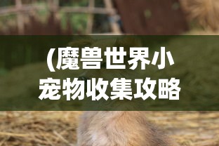 (魔兽世界小宠物收集攻略大全)魔兽世界小宠物收集全攻略，成为宠物大师的关键步骤