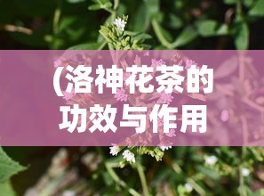 (洛神花茶的功效与作用)洛神花的魅力，美丽与健康并存的神奇植物