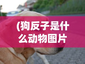 (狗反子是什么动物图片)狗反子是什么动物，深入解析与常见问答