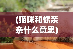 (猫咪和你亲亲什么意思)猫咪亲亲，人与猫的深情互动