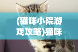 (猫咪小院游戏攻略)猫咪小院游戏，探索虚拟世界中的猫趣乐园