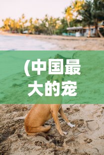 (中国最大的宠物基地)全国最大宠物基地，引领宠物产业新潮流