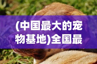 (中国最大的宠物基地)全国最大宠物基地，引领宠物产业新潮流