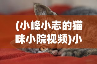 (小峰小志的猫咪小院视频)小峰小志的猫咪小院，人与猫的温馨乐园