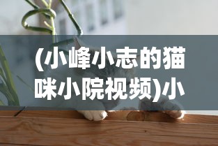 (我的御剑日记t0阵容搭配)我的御剑日记T0阵容攻略及常见问题解答