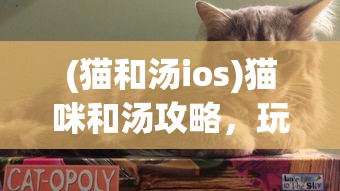 (猫和汤ios)猫咪和汤攻略，玩转游戏，成为真正的养猫大师