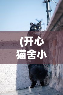 (开心猫舍小猫)开心猫舍小雨君，猫舍背后的故事与乐趣探索