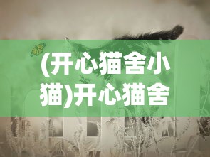 (开心猫舍小猫)开心猫舍小雨君，猫舍背后的故事与乐趣探索