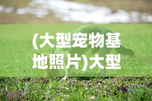 (大型宠物基地照片)大型宠物基地，探索、分析与常见问答