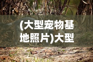 (大型宠物基地照片)大型宠物基地，探索、分析与常见问答