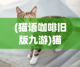 (猫语咖啡旧版九游)猫语咖啡旧版，回忆与探索
