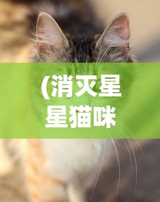 (消灭星星猫咪老版本)星猫爱消除，游戏魅力与玩家热情解析