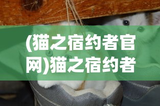 (猫之宿约者官网)猫之宿约者为何下架，深度探究其原因与影响