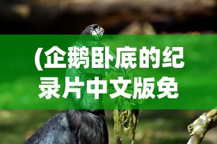 (企鹅卧底的纪录片中文版免费观看)企鹅卧底的秘密世界，纪录片中文版的深度解读