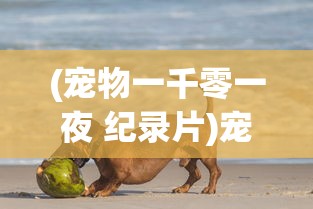 (宠物一千零一夜 纪录片)宠物一千的世界，深度探索与常见问答