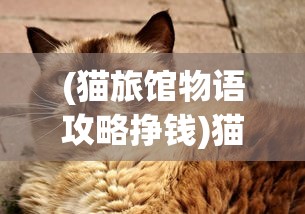 (猫旅馆物语攻略挣钱)猫旅馆物语，喂食指南与常见问题解答