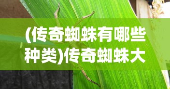 (传奇蜘蛛有哪些种类)传奇蜘蛛大观，探寻神秘蜘蛛族群