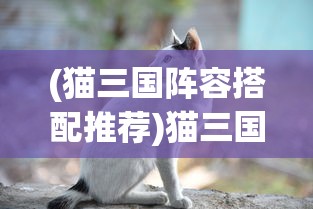 (猫三国阵容搭配推荐)猫三国阵容搭配策略及常见问答