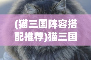 (猫三国阵容搭配推荐)猫三国阵容搭配策略及常见问答