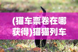 (猫车票卷在哪获得)猫猫列车，神秘之旅的启程之地探寻