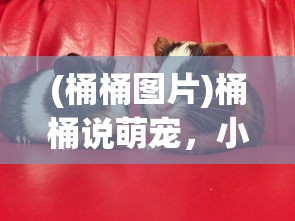 (桶桶图片)桶桶说萌宠，小宠物的世界与我们的情感纽带