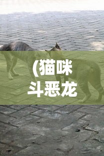 (猫咪斗恶龙3最强装备)猫咪斗恶龙3，冒险新篇章的揭秘与探讨