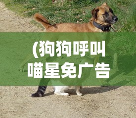 (狗狗呼叫喵星免广告免内购)狗狗呼叫喵星无限钻石版，游戏深度解析与常见问题解答