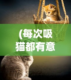 (每次吸猫都有意外的感觉是为什么)每次吸猫都有意外的感觉——探索与猫共度的奇妙时光