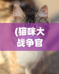 (猫咪大战争官方正版下载)猫咪大战争，游戏魅力与深度探讨