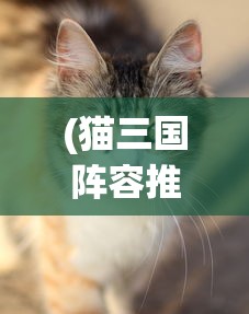 (猫三国阵容推荐)猫三国阵容，策略游戏中的核心组合分析