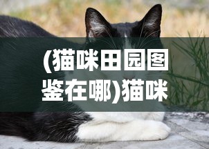 (猫咪田园图鉴在哪)猫咪田园图鉴，探索猫咪的世界与奥秘