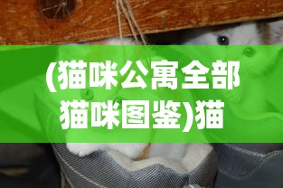 (猫咪公寓全部猫咪图鉴)猫咪公寓2是否面临跑路危机？深度分析与探讨