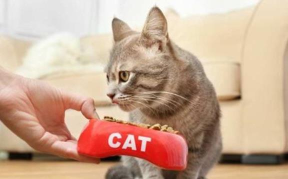 猫咪厨房食品制作器国际版下载新版安装包-猫咪厨房食品制作器中文内置作弊菜单下载v.5.45