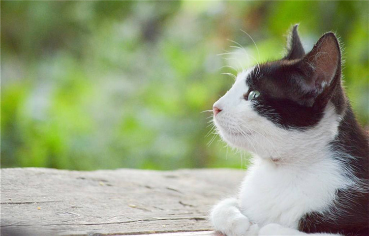 猫咪大作战无限猫罐头版中文下载手机版-猫咪大作战无限猫罐头版中文内置作弊菜单下载v.2.39
