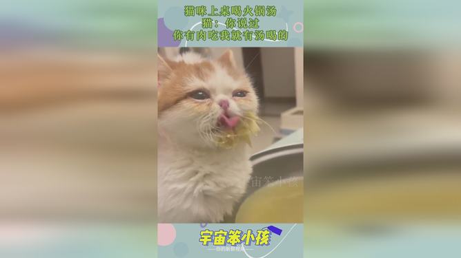 猫咪和汤无限钻石全解锁最新版2024下载-猫咪和汤无限钻石官方版下载v.6.27